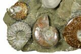 Wide, Composite Ammonite Fossil Display - Madagascar #175825-3